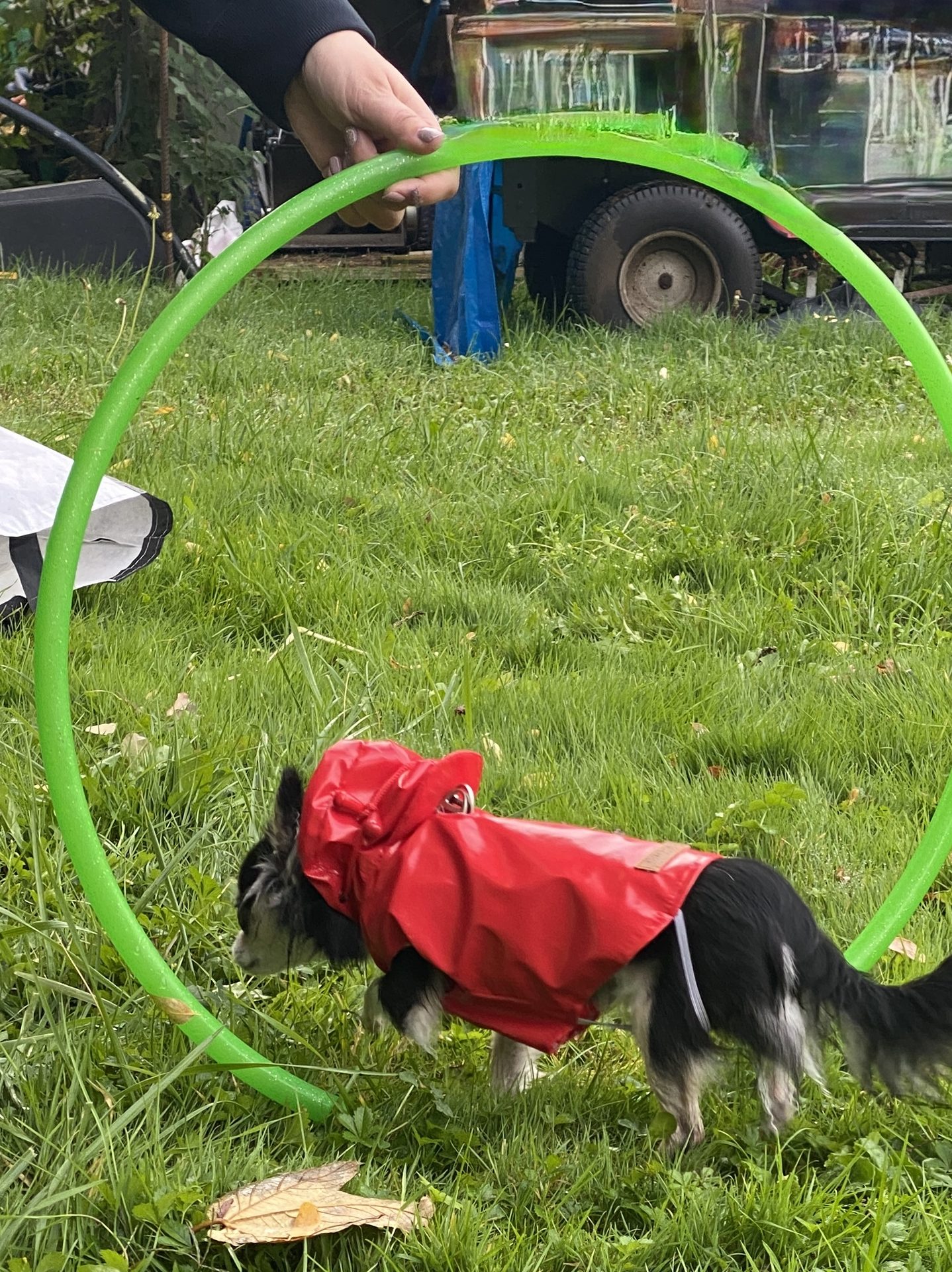 Exercice d'apprentissage canin